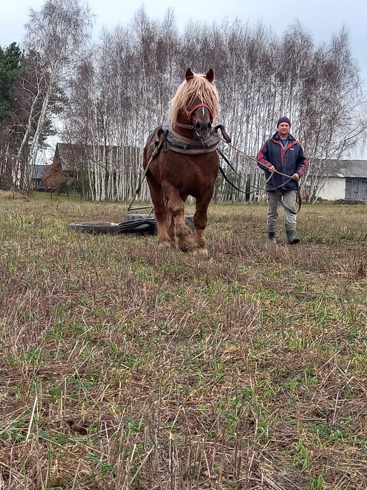 Ogier sokólski 8lat