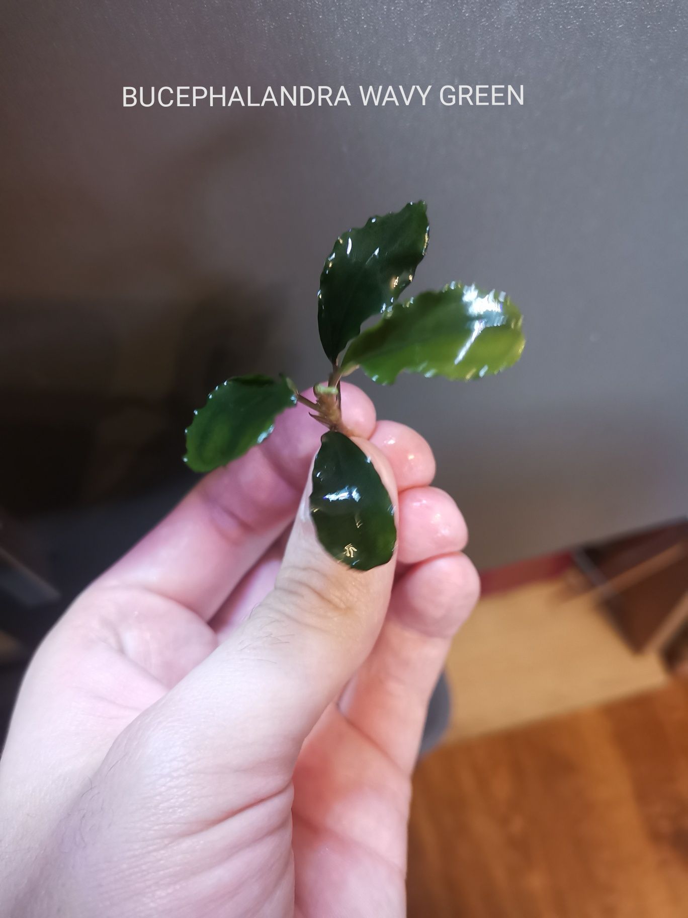 Bucephalandra Green/ Red