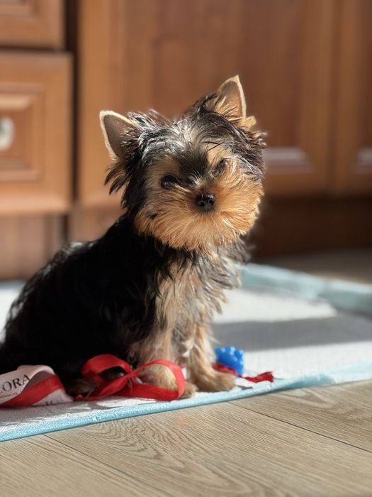 Хлопчик йорк, міні 4 міс