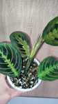 Maranta leuconeura Fascinator Tricolor.
