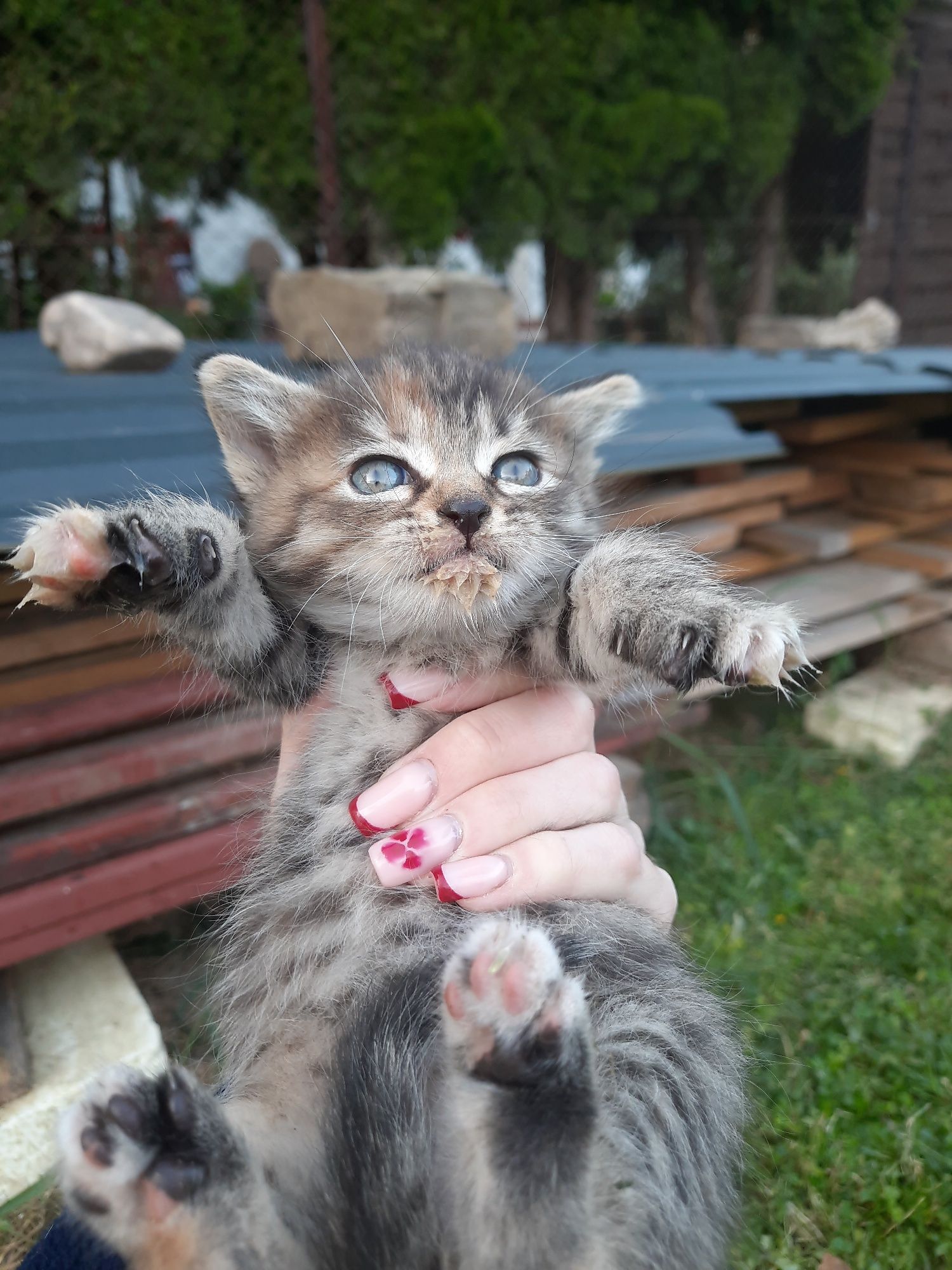 Kotek do oddania w dobre ręce
