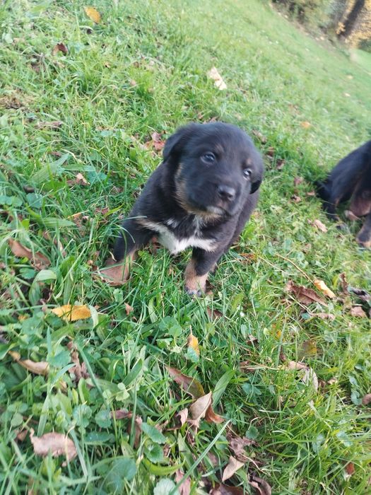 Oddam szczeniaki pinczer miniaturowy mieszany z kundelkiem