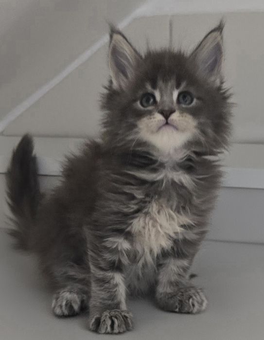 Niebieska kotka Maine Coon