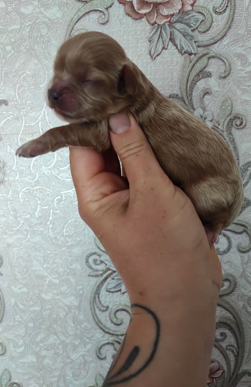 Cavapoo malutka suczka z króciutkim pyszczkiem do rezerwacji
