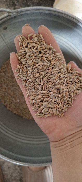 Жито не труєне 2025 року