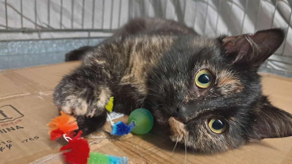 Livra, cudowna miziasta kotka, po sterylizacji