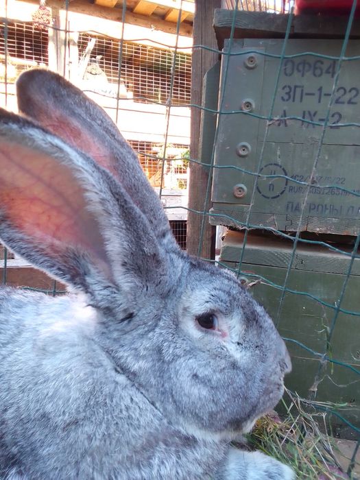 ...я Бельгійський Велетень місячний.