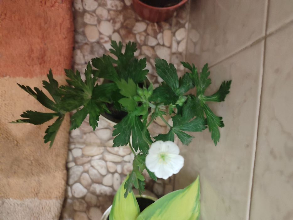 Кущі, хвойні, ожина, декоративні трави, грунтопокривні і інші рослини