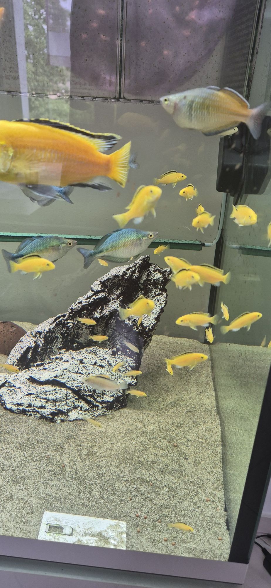 Pyszczak Yellow Labidochromis