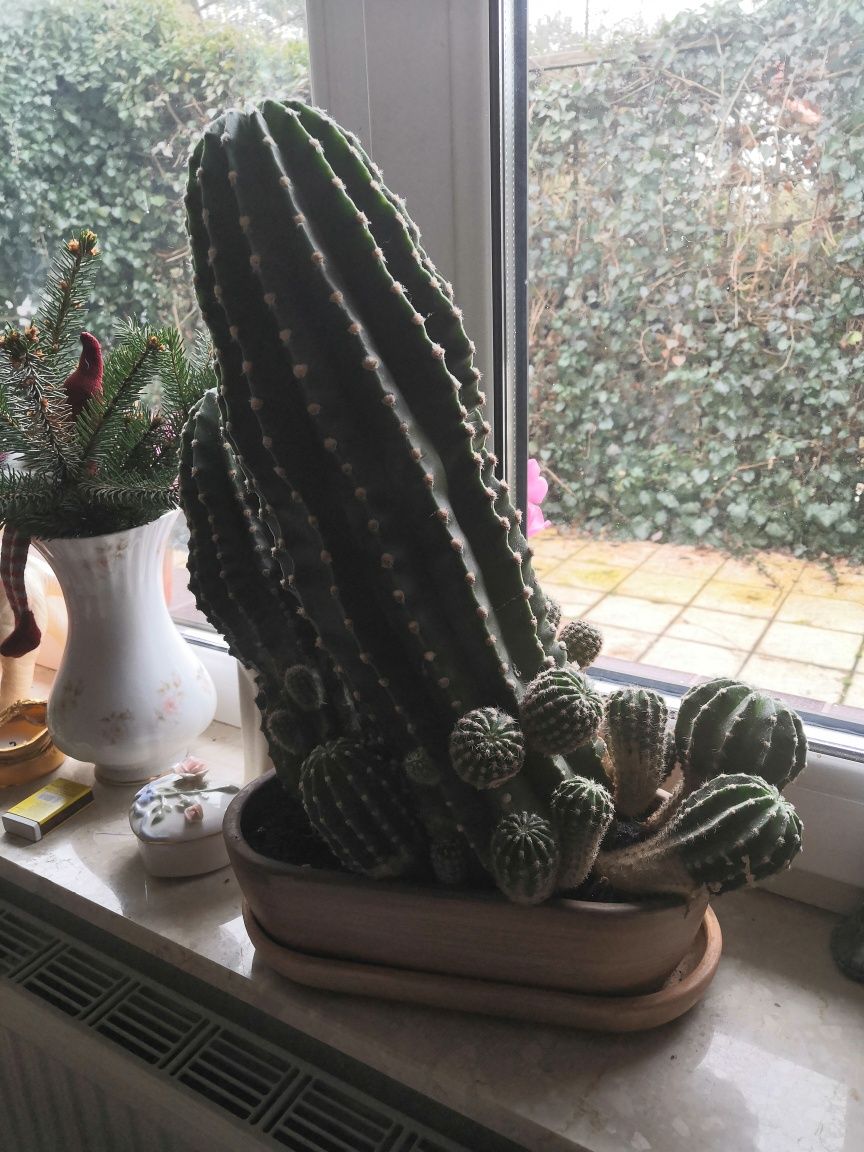 Kaktus echinopsis  dwa duże i dużo małych