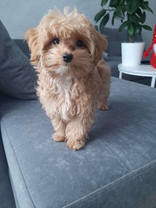 Хлопчик Мальтіпу F1