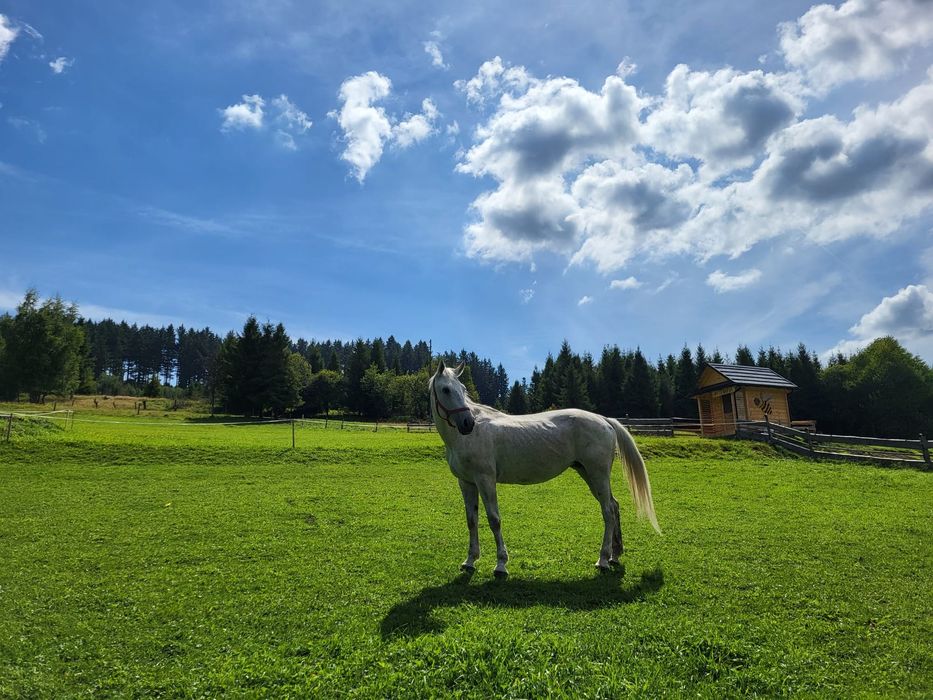 Klacz koń sprzedam zamienię
