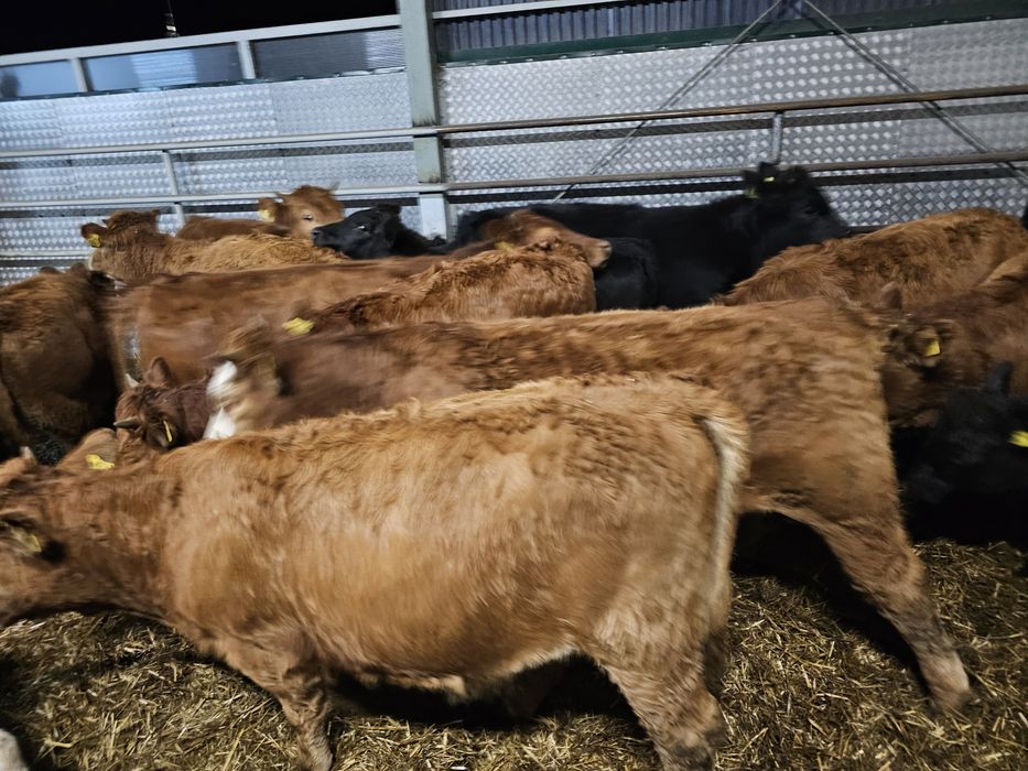 Sprzedam 16 sztuk jałowek odsadkow  300 kg