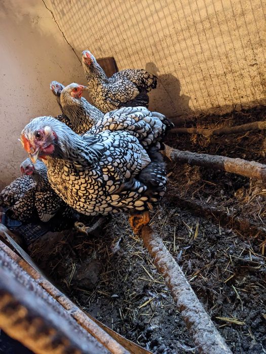 Продам кури Віандот срібло Дубно Рівненська