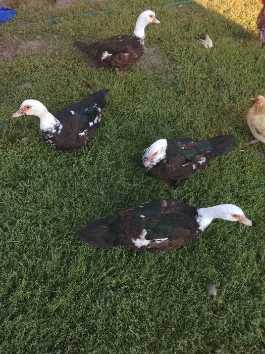 Продам три індокачки.