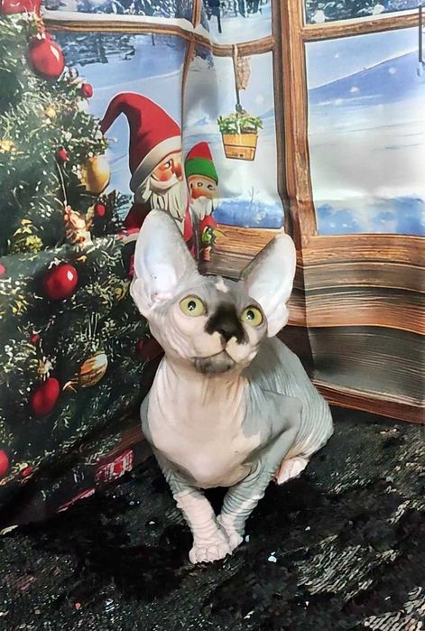 Канадський сфінкс хлопчик Леон