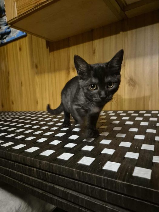 Cudne kociaki szukają domów