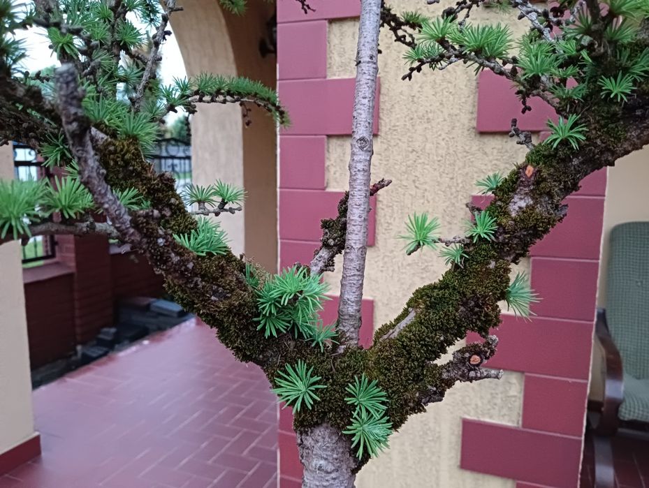 Modrzew szczepiony bonsai
