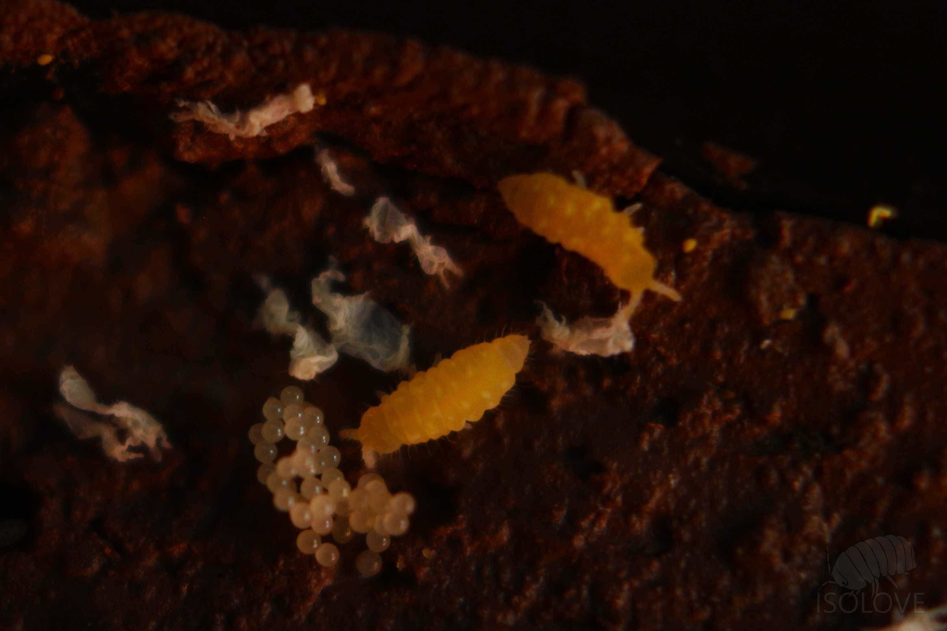Ceratophysella isabellae "yellow albino", żółte skoczogonki