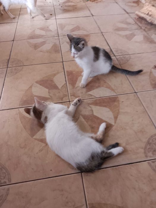 oddam za darmo kotki