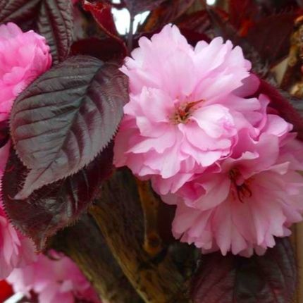 Сакура Роял бургунді на штамбі