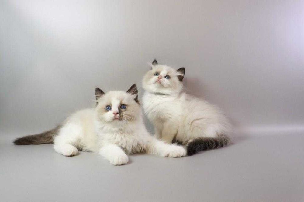 У нас підросли чарівні регдоллики