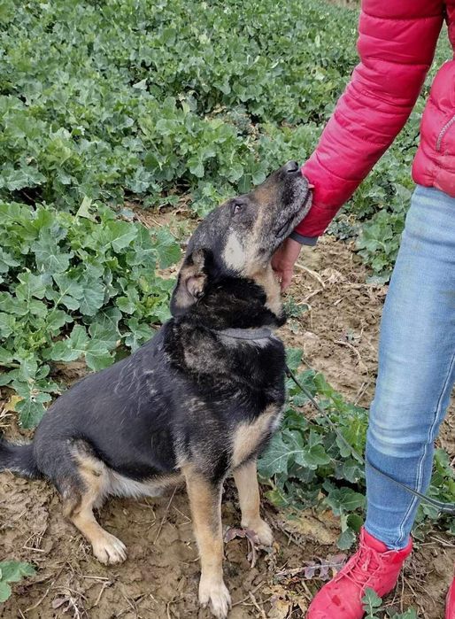 Dobrotliwy, spokojny psiak