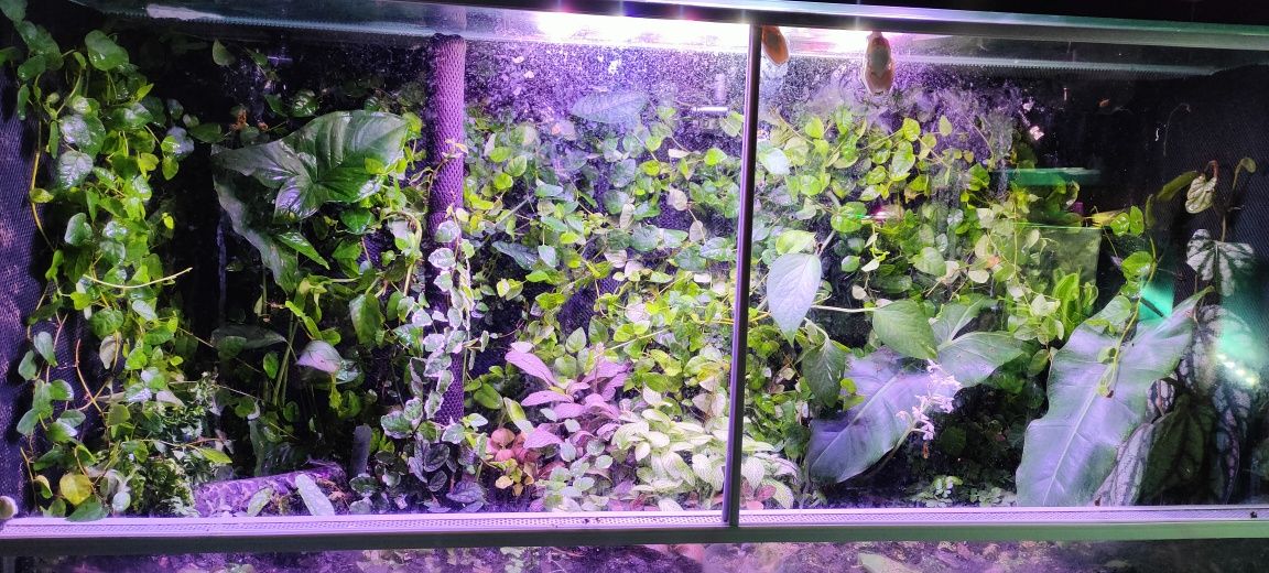Ficus pumila roślina terrarium
