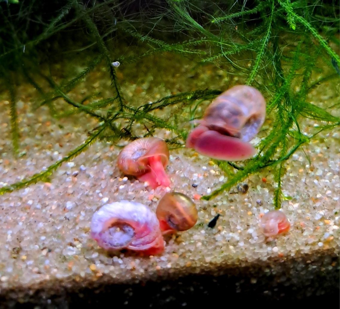 Caracois planorbis
