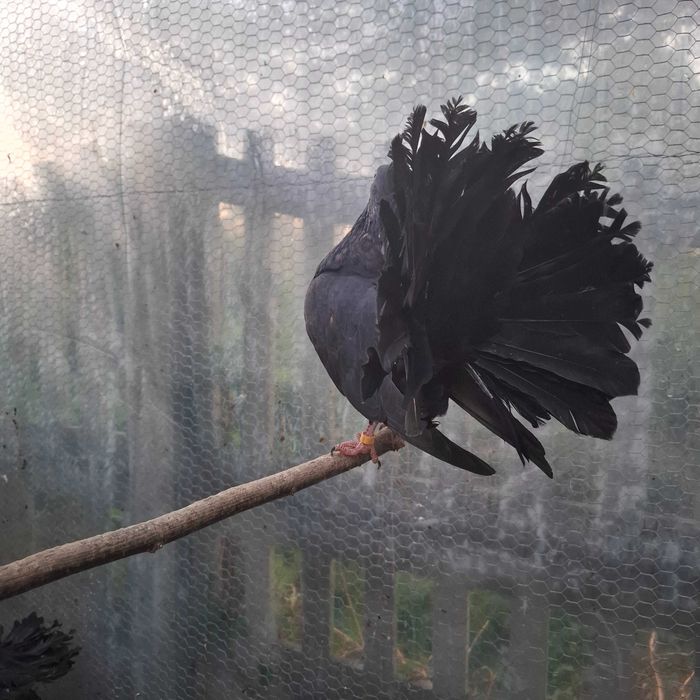 Młode Gołębie Pawik Pawiki