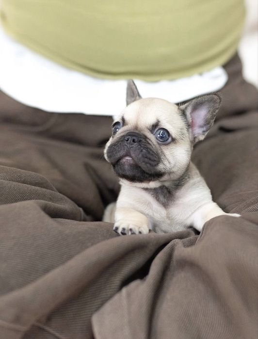 Французський бульдог ексклюзивні малюки преміум класу