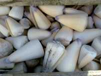 Conchas e búzios forma cone (conus)-kg