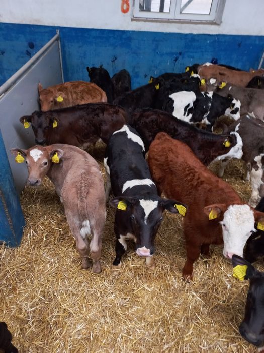 Byczki mięsne super jakość