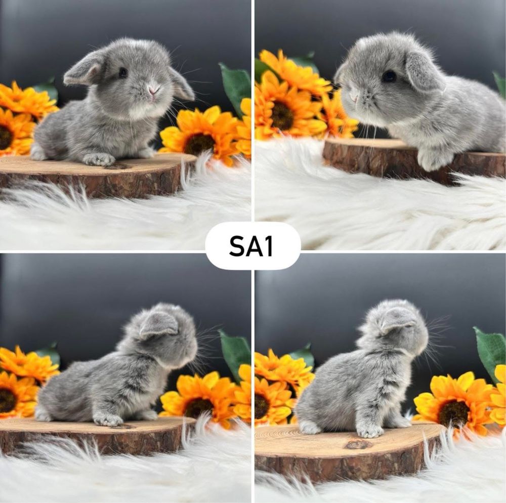 Króliki Mini Lop