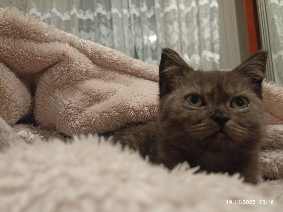 Шотландська дівчинка