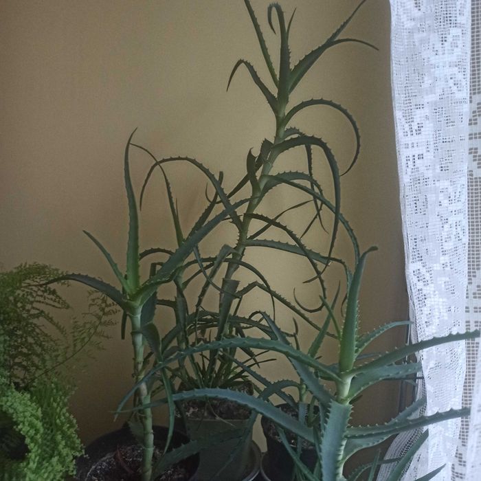 Aloes kwiat domowy