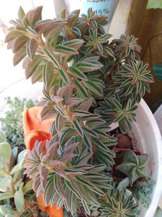 Пеперомія, 
опунції, красула корал -сукуленти