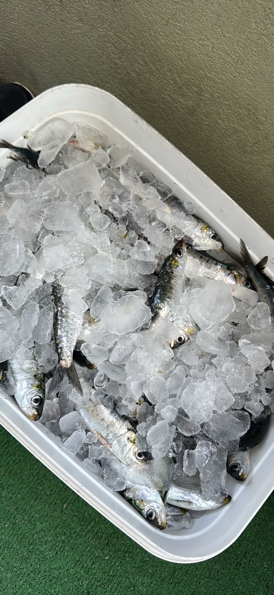 Sardinha fresca do dia