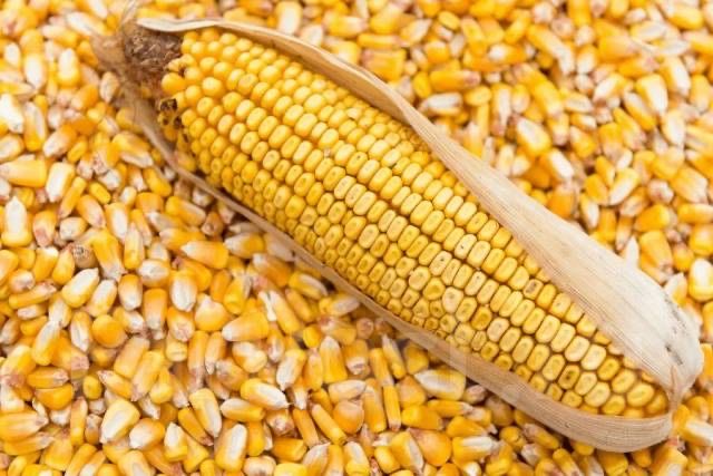 Продам зерно ячмінь кукурузу
