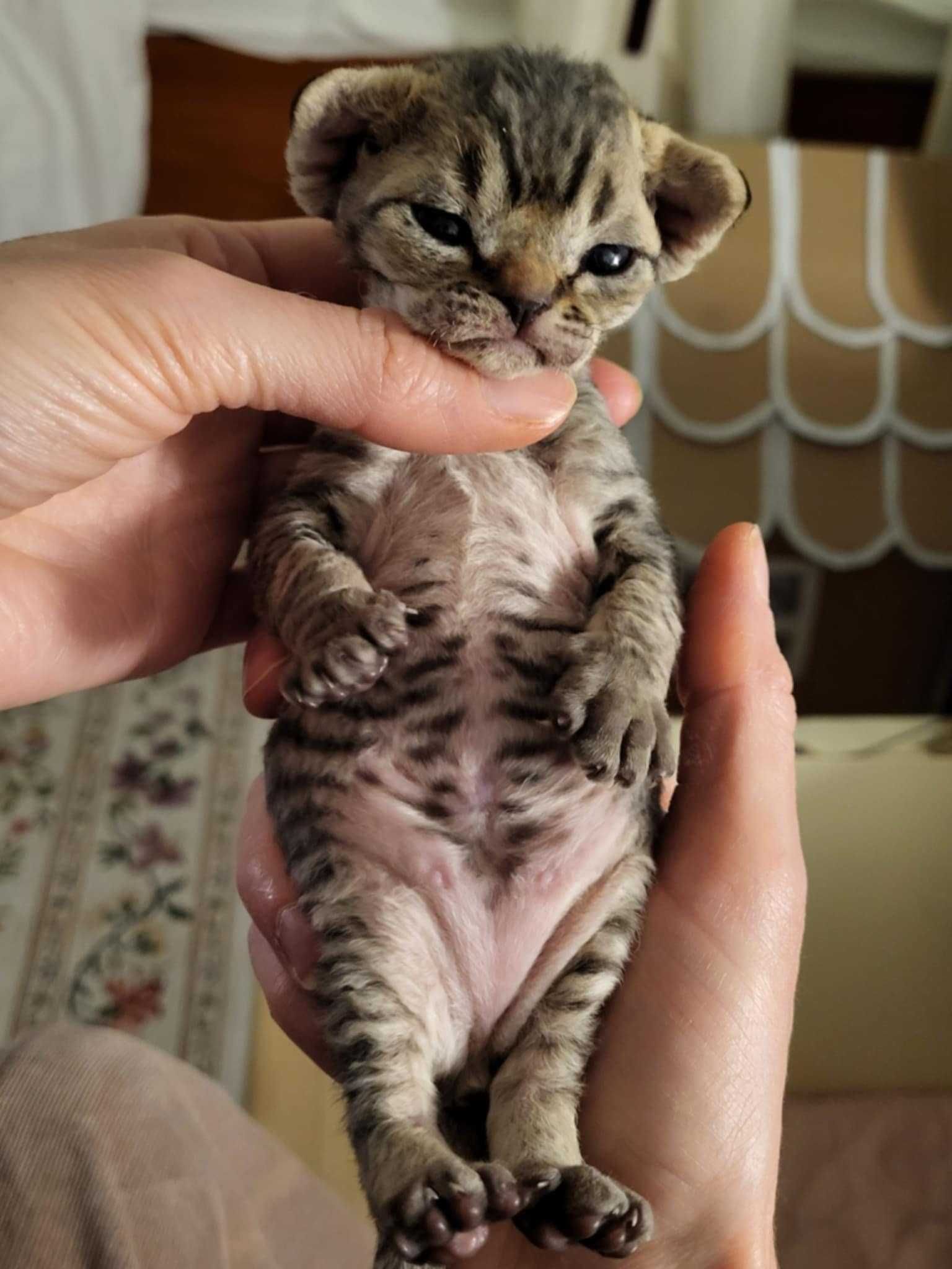 Kot Devon Rex Kociak Devon Devonek Rex Panterka