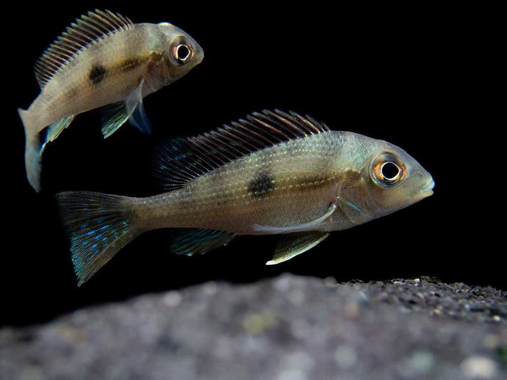 Ziemiojad Rio Gurupi - Geophagus - ODŁÓW - WF - dowóz, wysyłka