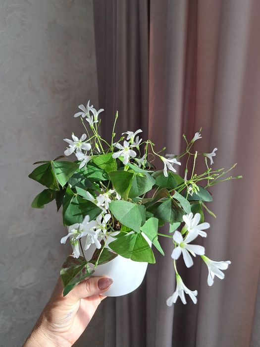 Кислиця оксаліс зелена, фіолетова