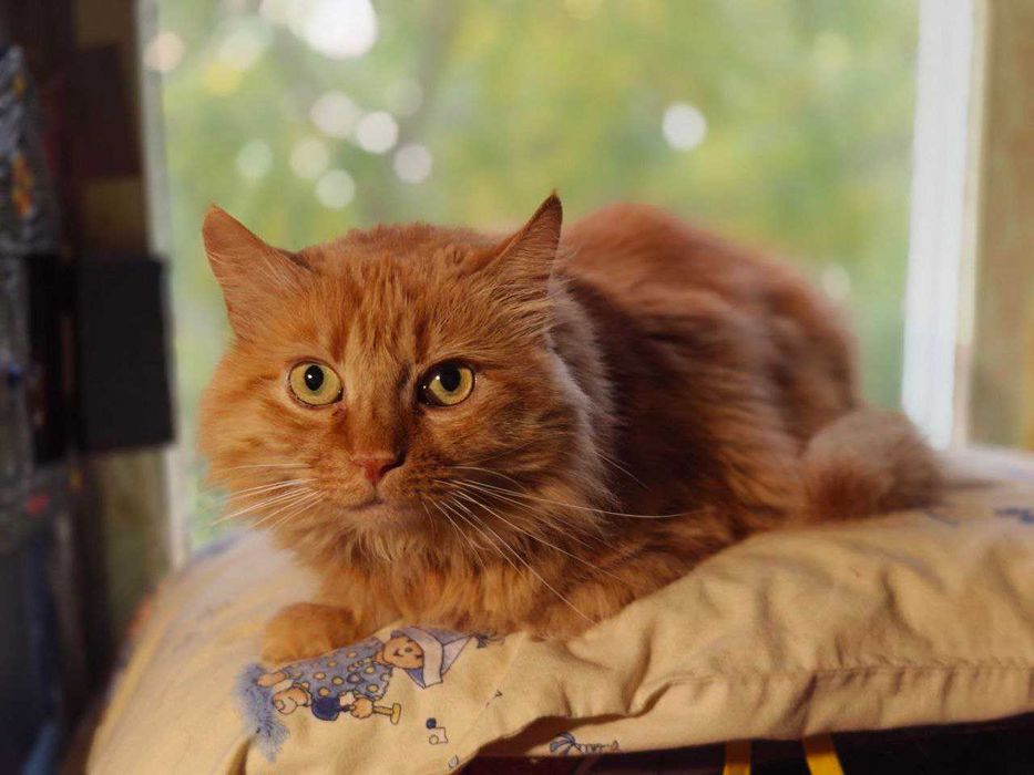 Кішка шукає дім 1 рік