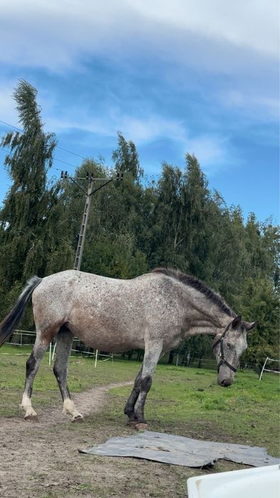 Klacz 16 lat 160cm do rekreacji i terenów