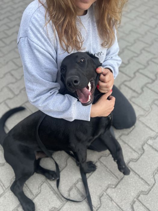 Piesek Batman w typie Labradora szuka domku
