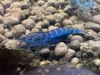 Neocaridinas Blue
