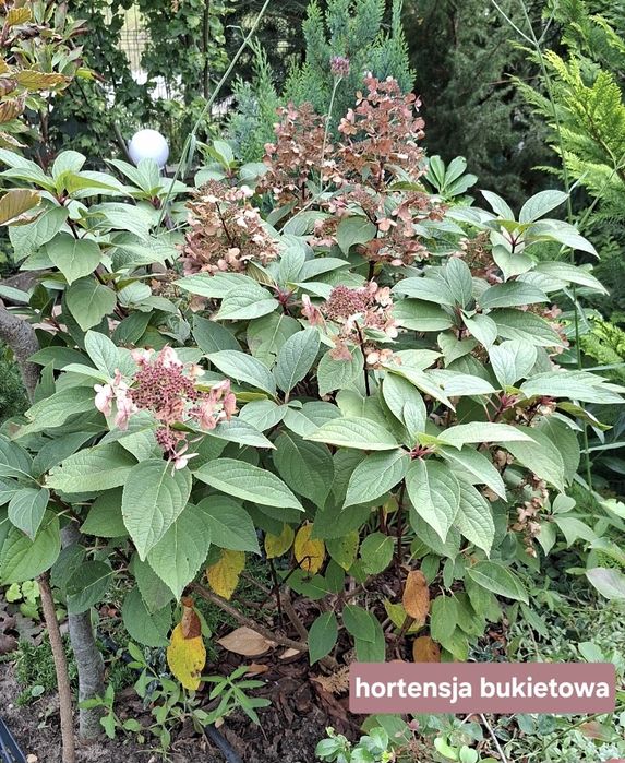 Hortensja bukietowa duża sadzonka