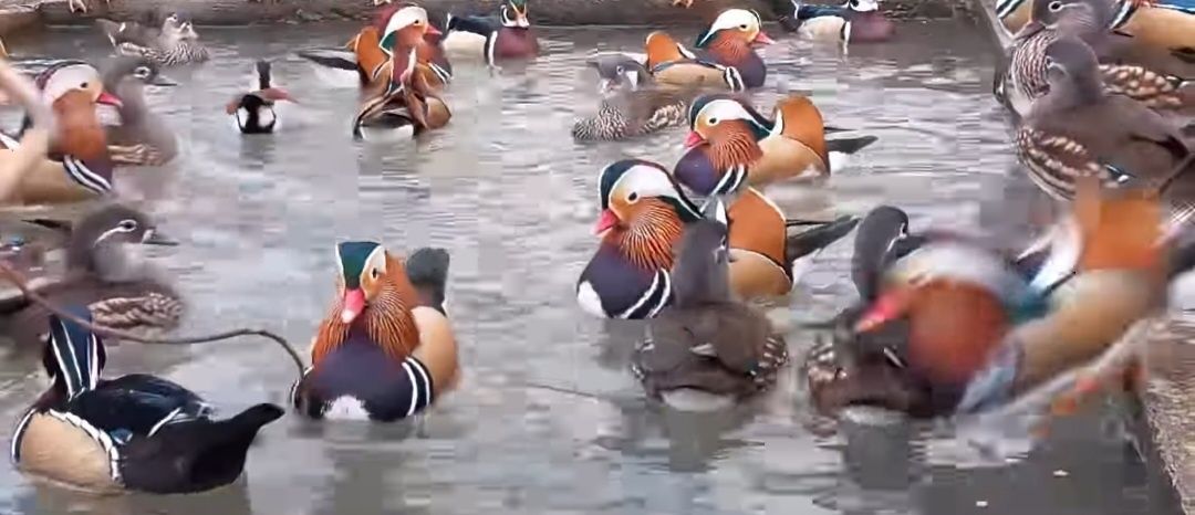 Kaczki  ozdobne  OGROMNY WYBÓR  - WIELE GATUNKÓW - polecam