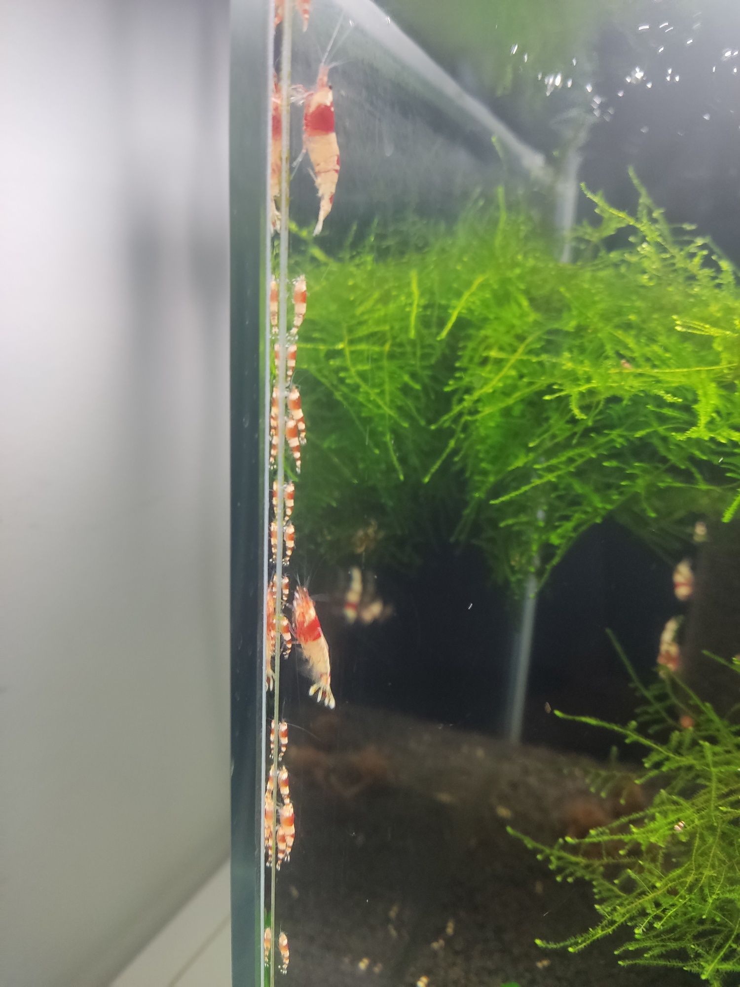 Krewetki CRYSTAL RED Caridana