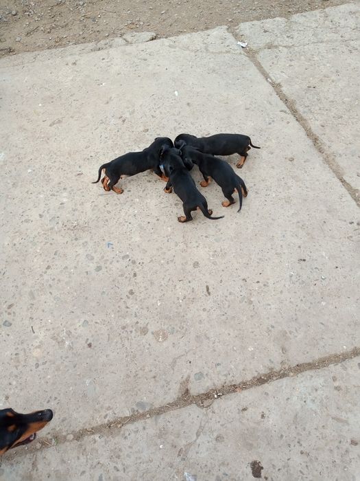 Продам щенят такси